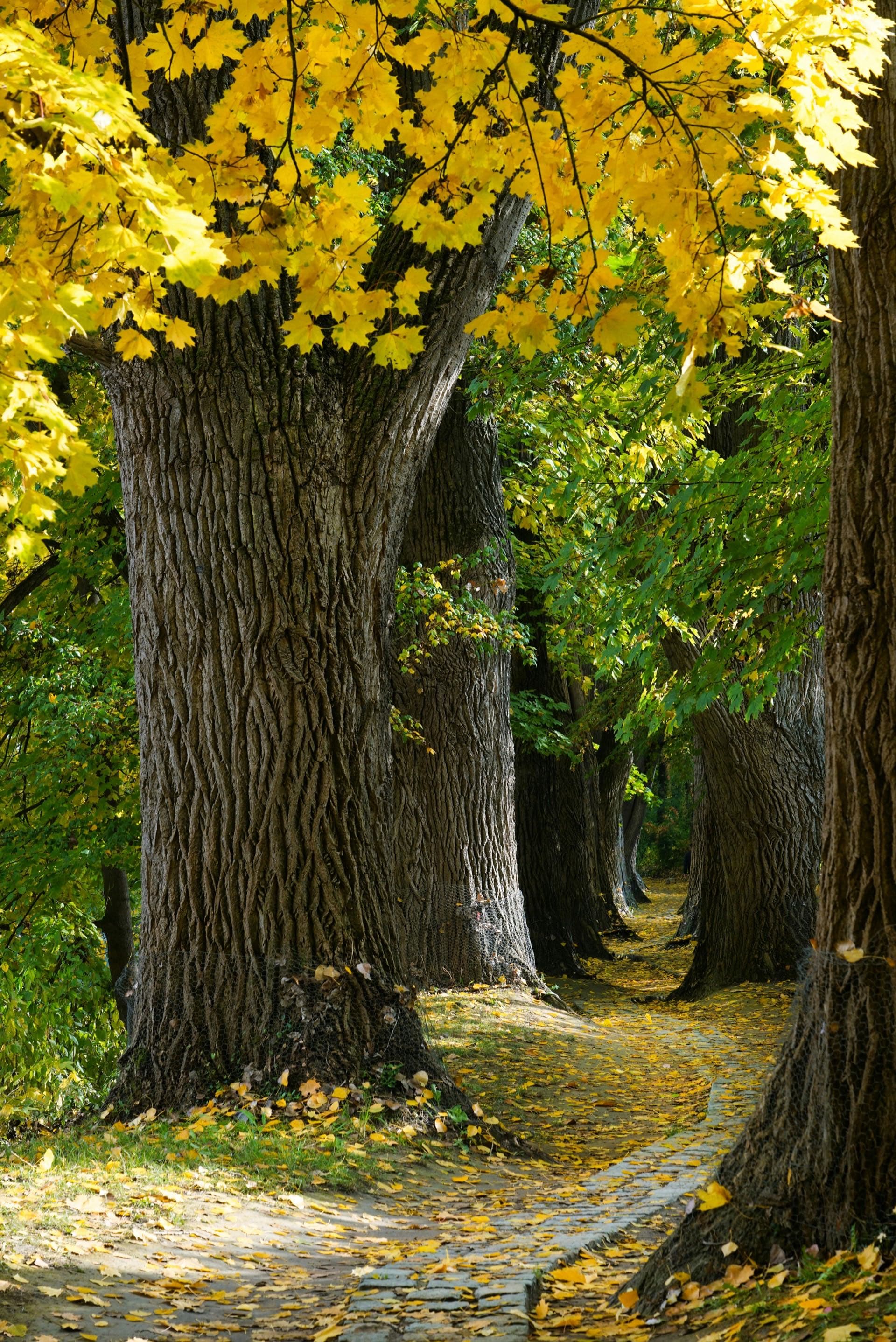 Autumn trees